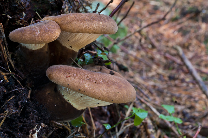 Tapinella atrotomentosa